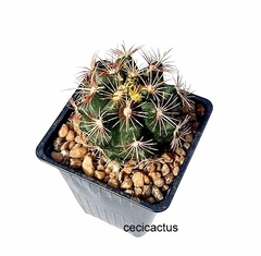 Thelocactus bicolor mac10 (Cod TB4) en internet