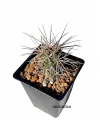 Tephrocactus alexanderi clon2 mac9 (cod TA81)