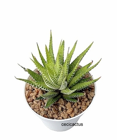 Haworthia atenuatta limon mac9 en internet