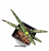 Sansevieria boncel mac11