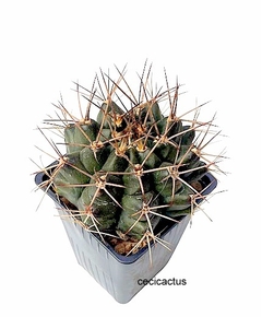 Gymnocalycium schickendantzii (elegir tamaño) (cod Gy20) en internet
