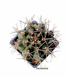 Gymnocalycium schickendantzii (elegir tamaño) (cod Gy20) - cecicactus - cactus y suculentas de colección