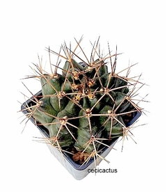 Gymnocalycium schickendantzii (elegir tamaño) (cod Gy20) - tienda online