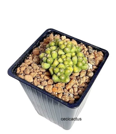 Coryphantha macromeris v.runyoni inermis mac9 (cod CMi) - comprar online