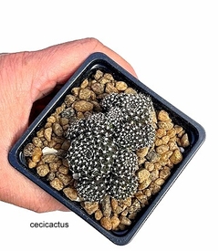 Rebutia krainziana mac9 (cod RK) en internet