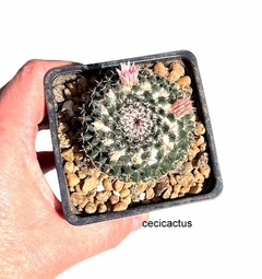 Mammillaria chionocephala mac9 (cod Mc20)