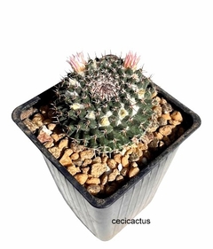 Mammillaria chionocephala mac9 (cod Mc20) - comprar online