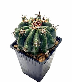 Ferocactus horridus brevispinus mac10 (cod FH2)