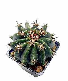 Ferocactus horridus brevispinus mac10 (cod FH2) - comprar online