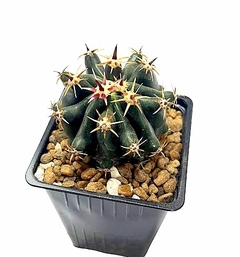 Ferocactus horridus brevispinus mac10 (cod FH2) en internet