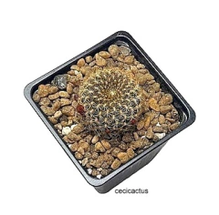 Sulcorebutia arenacea mac8 (cod SAR1) - comprar online