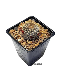 Sulcorebutia arenacea mac8 (cod SAR1) - cecicactus - cactus y suculentas de colección