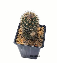 Echinocereus reichembachii (elegir tamaño) (cod ER22) - comprar online