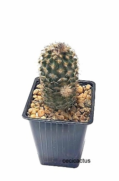Echinocereus reichembachii (elegir tamaño) (cod ER22) en internet