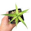 Agave bracteosa mac10