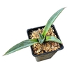 Agave sharkskin variegado mac9 (cod AG1)