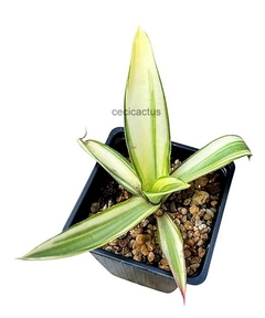 Agave desmettiana cv 'Joe Hoak' (elegir tamaño) - comprar online
