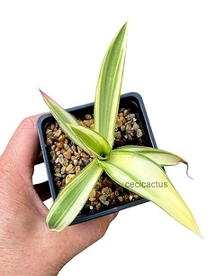 Agave desmettiana cv 'Joe Hoak' (elegir tamaño)
