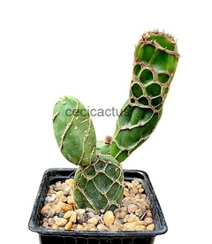 Opuntia reticulata mac9