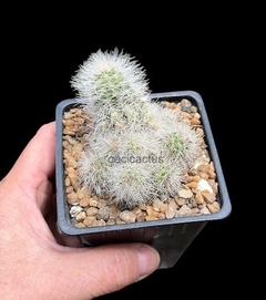 Echinocereus nivosus mac9 - comprar online