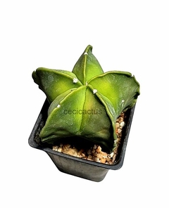 Astrophytum myriostigma kikko kohyo mac10 (cod KK9)