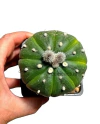 Astrophytum asterias nudum koh yo GRANDE injertado mac10 (cod A146)