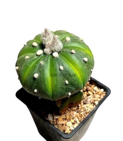 Astrophytum asterias nudum koh yo GRANDE injertado mac10 (cod A146) - comprar online