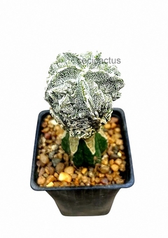 Astrophytum myriostigma fukuryu injertado mac9 (cod B47) - cecicactus - cactus y suculentas de colección