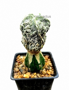 Astrophytum myriostigma fukuryu injertado mac9 (cod B47) - tienda online