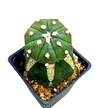 Astrophytum asterias nudum injertado mac10 (cod AA82)