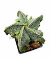 Astrophytum myriostigma fukuryu doble hakujo color limon injertado mac10 GRANDE (cod A83)