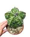 Astrophytum myriostigma fukuryu MI COLECCION especial mac14 UNICO