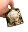 Astrophytum myriostigma onzuka ball injertado mac10