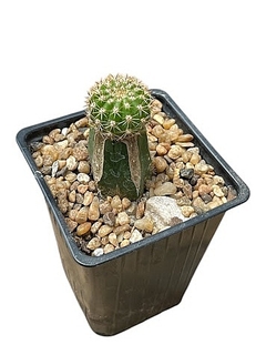 Lobivia hibrida Ekk 030 injertada mac9 NOVEDAD - cecicactus - cactus y suculentas de colección