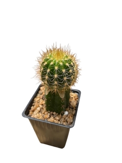 Trichocereus hibrido 'Arizona Sunset' injertado mac9 - comprar online