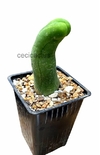 Trichocereus bridgesi monstruoso 'Penis cactus' mac9 (cod P2)