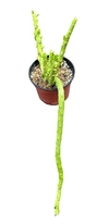 Euphorbia bisellembecki mac10