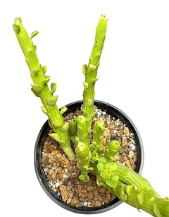 Euphorbia bisellembecki mac10 - comprar online