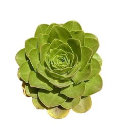 Aeonium x nobile mac22 UNICO en internet