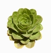 Aeonium x nobile mac22 UNICO - comprar online