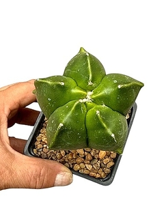 Astrophytum myriostigma kikko injertado mac10 (cod A73)