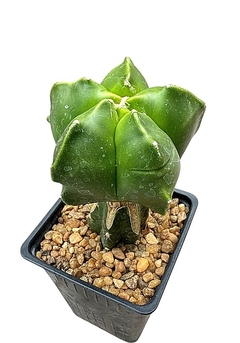 Astrophytum myriostigma kikko injertado mac10 (cod A73) - comprar online