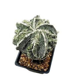 Astrophytum myriostigma fukuryu injertado mac9 (cod B47) - comprar online