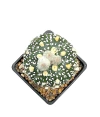 Astrophytum asterias superkabuto injertado mac10 (cod A72)