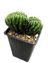 Trichocereus pachanoi crestado mac10 - comprar online