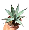 Agave macroacantha mac10 - comprar online