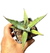 Agave titanota klon2 mac10