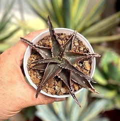 Aloe hibrido 'Brownie' mac10