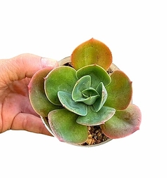 Echeveria 'Mandala' mac9