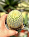 Haageocereus sp mac9